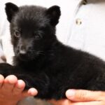 A person holding a black puppy in their hands.