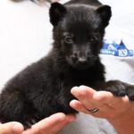 A black puppy is being petted by someone.