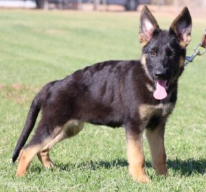 A black and brown dog standing in the grass.