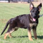 A black and brown dog standing in the grass.
