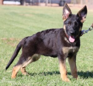 A black and brown dog standing in the grass.