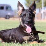A black dog laying in the grass with its tongue hanging out.