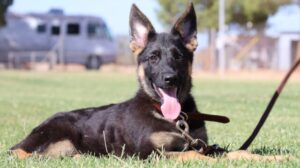A black dog laying in the grass with its tongue hanging out.