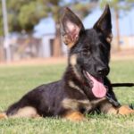 A german shepherd dog laying in the grass.