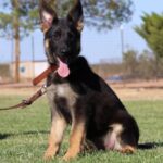 A german shepherd dog sitting in the grass with its tongue hanging out.