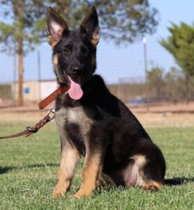 A german shepherd dog sitting in the grass with its tongue hanging out.