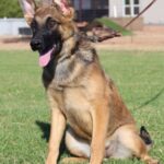 A german shepherd sitting in the grass with its tongue hanging out.