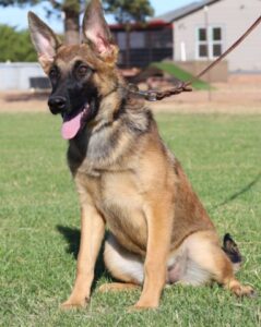 A german shepherd sitting in the grass with its tongue hanging out.