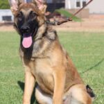 A german shepherd sitting in the grass with its tongue hanging out.