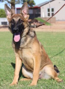 A german shepherd sitting in the grass with its tongue hanging out.