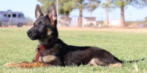 A black and brown dog laying in the grass.