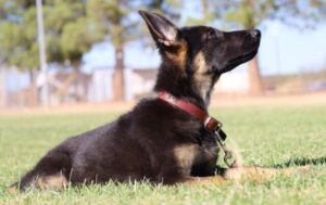 A dog laying in the grass with its head up.