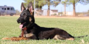 A black and brown dog laying in the grass.