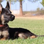 A german shepherd laying in the grass.