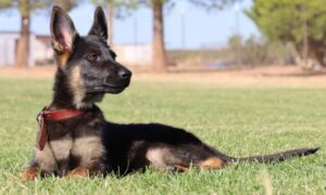 A german shepherd laying in the grass.