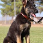 A german shepherd sitting in the grass with its head turned to the side.
