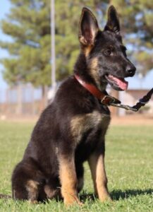A german shepherd sitting in the grass with its head turned to the side.