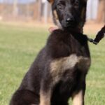 A german shepherd puppy is standing in the grass.