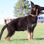A german shepherd dog standing in the grass.