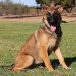 A german shepherd sitting in the grass with its tongue hanging out.
