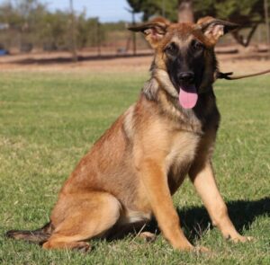 A german shepherd sitting in the grass with its tongue hanging out.