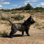 European Import Cairn Terrier brindle stud dog available Arizona