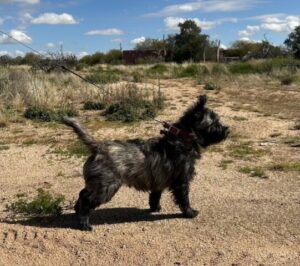 European Import Cairn Terrier brindle stud dog available Arizona