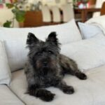 Imported Cairn Terrier brindle stud dog available Arizona
