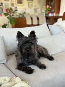 Imported Cairn Terrier brindle stud dog available Arizona