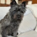 Cairn Terrier brindle stud dog available Arizona