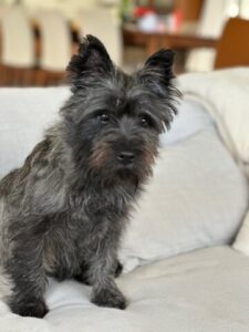 Cairn Terrier brindle stud dog available Arizona
