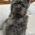 Cairn Terrier brindle stud dog Arizona
