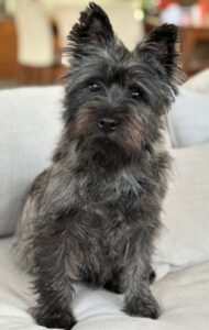 Cairn Terrier brindle stud dog Arizona