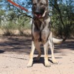 A dog is standing on the ground with its mouth open.