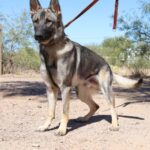 A german shepherd dog with its head down on a leash.
