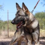 A german shepherd dog with its head down on a leash.