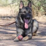 A german shepherd dog sitting on the ground with its tongue hanging out.