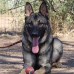 A german shepherd dog sitting on the ground with its tongue hanging out.