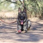 A german shepherd dog sitting on the ground with its tongue hanging out.