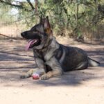 A german shepherd dog sitting on the ground.