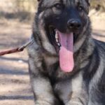 A dog with its tongue hanging out and it's head on a leash.