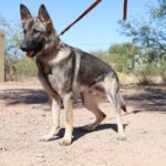 A german shepherd standing on top of a dirt field.