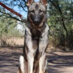 A german shepherd standing on its hind legs.