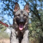 A german shepherd dog with its tongue hanging out.