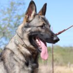 A german shepherd dog with its tongue hanging out.
