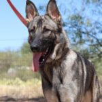 A german shepherd dog with its tongue hanging out.