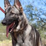 A german shepherd dog with its tongue hanging out.