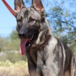 A german shepherd dog with its tongue hanging out.