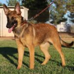 A german shepherd dog standing on top of grass.
