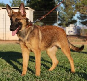 A german shepherd dog standing on top of grass.